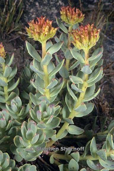 rhodiola integrifolia ssp integrifolia 3 graphic